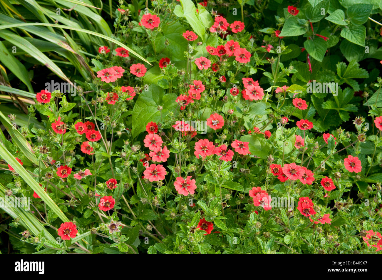 Potentilla  rosaceae`Gibson's Scarlet` Stock Photo
